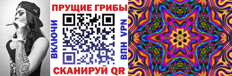 где купить наркоту  Пионерский  Псилоцибиновые грибы Psilocybe 